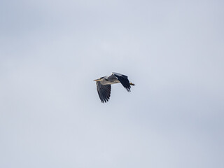 Gray heron flying over Yomase River Nagano 2