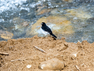 Poster - Japanese wagtail walks along Yomase River 3