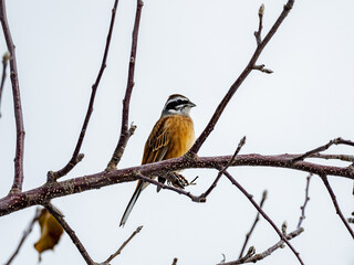 Poster - Meadow bunting perched in winter orchard tree 3