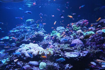 coral reef and fishes