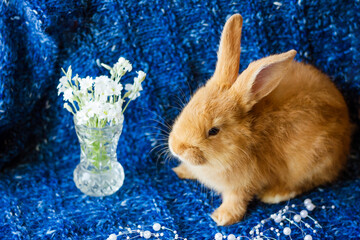 Wall Mural - Cute fluffy ginger rabbit on a blue background with a bouquet of flowers