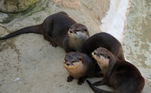 Three River Otters 