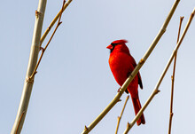 Close Up Image Of A Male Northern Cardinal (Cardinalis Cardinalis) Perching On Naked Tree Branch In Maryland, USA In Winter. This Bright Red Song Bird Has Black Face Mask And Distinctive Crest