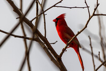 Close Up Image Of A Male Northern Cardinal (Cardinalis Cardinalis) Perching On Naked Tree Branch In Maryland, USA In Winter. This Bright Red Song Bird Has Black Face Mask And Distinctive Crest
