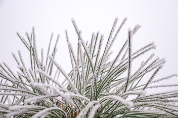 Wall Mural - Rime on pine needles in nature. Green branches of a Christmas tree covered with snow in winter, on a sunny day.