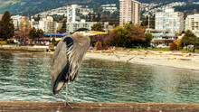 Heron Perched On Railing Of Pier In West Vancouver, BC