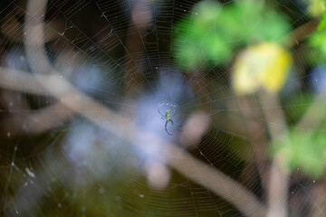 Spider Web