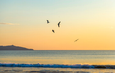 Wild beautiful birds - pelicans fishing in the ocean in sunset with big waves beach Playa Flamingo in Guanacaste, Costa Rica. Central America.