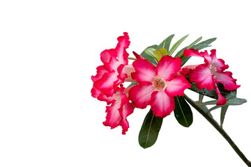 Wall Mural - Adenium or desert rose flower is medicinal herbs. (Impala Lily, Mock Azalea, Pink adenium). white background.