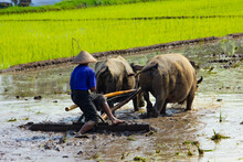 The Farmer, Cultivator Ploughing Or Plowing His Land With The Plow, Plough And In Background Is Ripe Rice Paddy
Buffalo Plowing Field