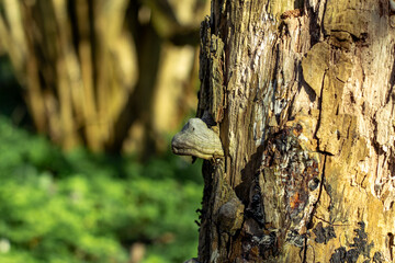 A fungi growing on old tree trunk in spring forest