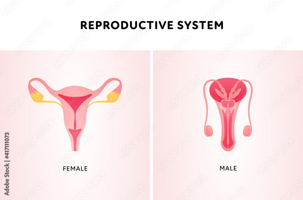 Human organ collection. Vector flat modern icon color illustration set ...