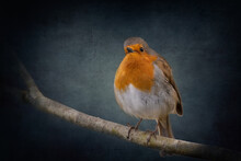 Red Robin Perched On A Branch Edited In A Fine Art Style With A Textured Dark Blue Background