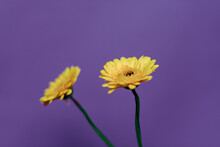 Yellow Gerberas Purple Backdrop Duo