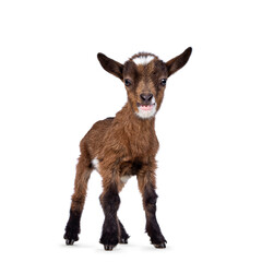 Leinwandbilder - Funny looking very small baby goat, standing facing front. Looking to camera whie smiling a showing teeth. Isolated on white background.
