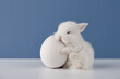 White baby rabbit sleeping on big Easter egg on blue background