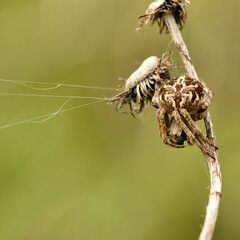 macro