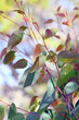 Colorful leaves and new growth on an Australian native Eucalyptus gum tree, family Myrtaceae