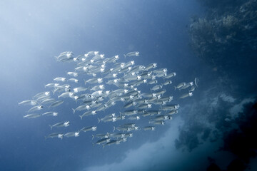 school of Indian mackerel (Rastrelliger kanagurta) in egypt