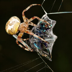 macro