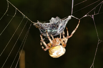 macro