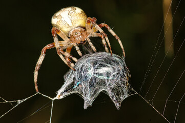 macro