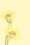 Fototapeta Kwiaty - Żółte kwiaty mniszka (mlecza) wyizolowane na żółtym matowym pionowym tle