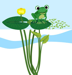 Wall Mural - Green frog sitting on leaf of blooming Yellow water-lily plant