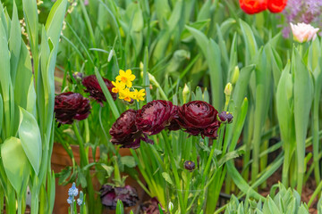 Bright summer flower bloomed in a botanical greenhouse