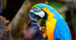 close up portrait of colorful blue and yellow macaw parrot Ara ararauna