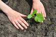 Growing cucumbers: A gardener is transplanting a cucumber seedling into soil in the vegetable garden in spring.
