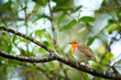 Close-up of robin on a branch