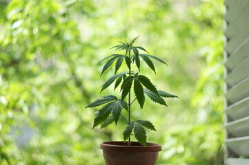 cannabis (marijuana) plant. A small cannabis plant on an old wooden window in the village. growing marijuana at home for medical purposes