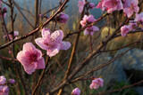 Fototapeta Kwiaty - kwiaty wiosna drzewo flora makro