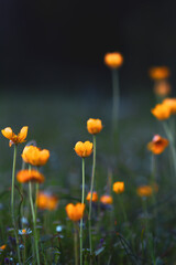 field of yellow flowers