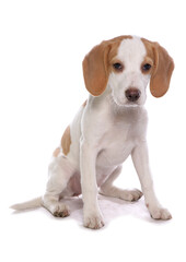 Poster - Beagle Puppy 2