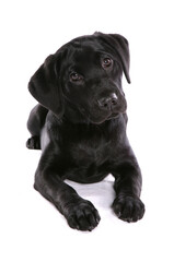 Sticker - Labrador Puppy 5