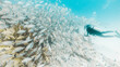 Diver, one person diving in front of school of yellow snapper fish in Playa del Carmen, Quintana Roo, Mexico