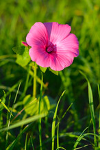 Blooming Pink Periwinkle Flower On A Sunny Day