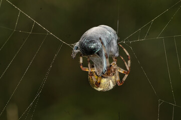 macro
