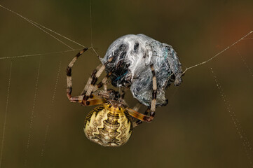 macro