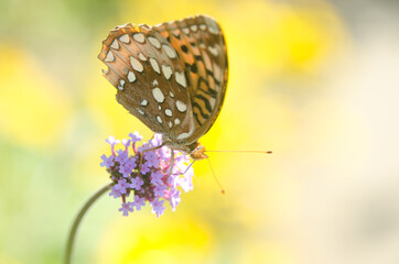 butterfly on a flower