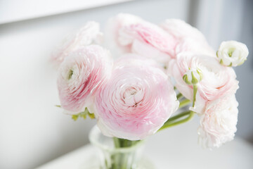 Wall Mural - the Bouquet of pale pink Persian buttercups isolated on pale gray.