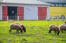 Sheep Herd At Green Field, Home Farm