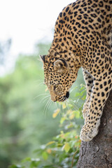 close up of leopard climbing down a tree