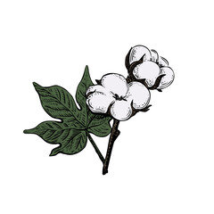 Wall Mural - Vintage cotton flower sketch plant, great design for any purposes. Isolated vector illustration. Hand drawn vector. White background. Spring bouquet. Beautiful black line art on soft white backdrop.