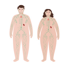 Poster - Lymphatic system in obese body