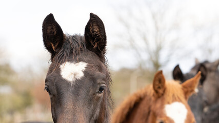 Wall Mural - Part of horse heads into a herd of stallions. They look curiously into the camera, brown and fox colors. Horses are dirty from mud and grass