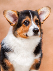 Wall Mural - corgi dog face close up