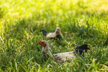 African farm Rooster in a lush green field resting under a tree
